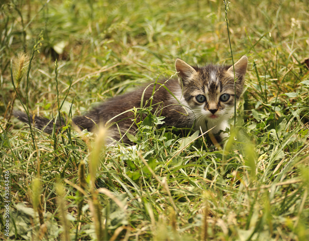 Cute kitten in the grass