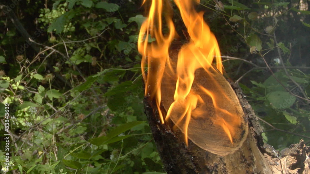 close-up burning tree in forest close-up burning tree in forest