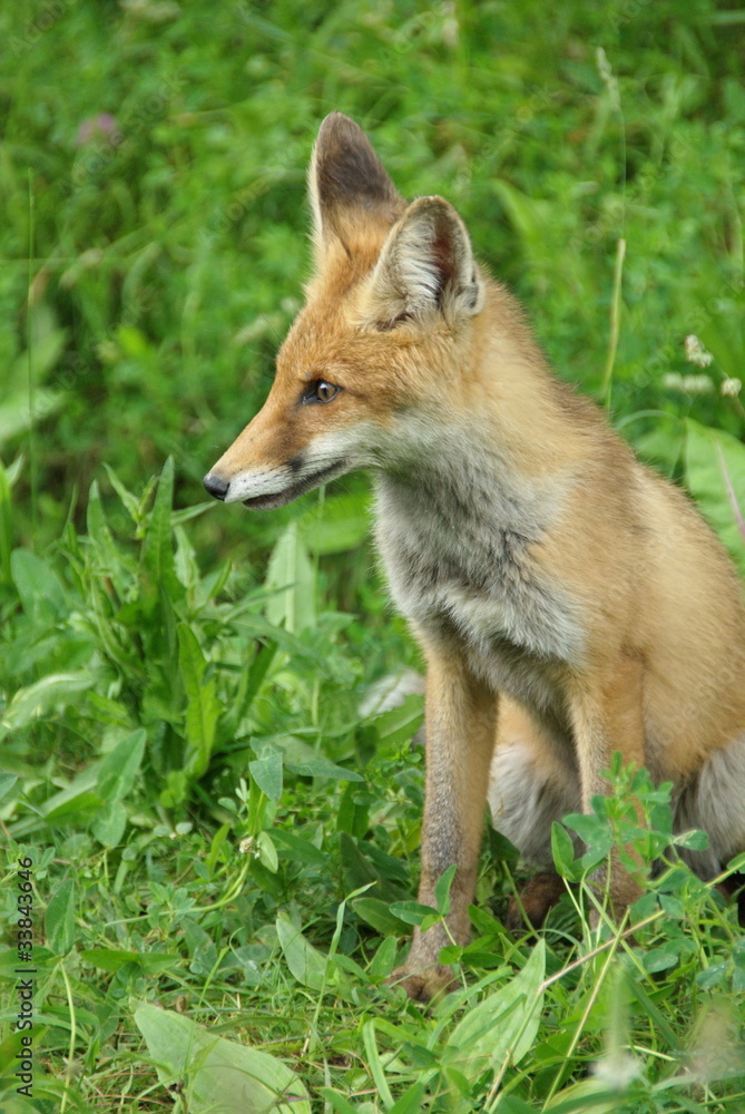 рыжая лиса fox