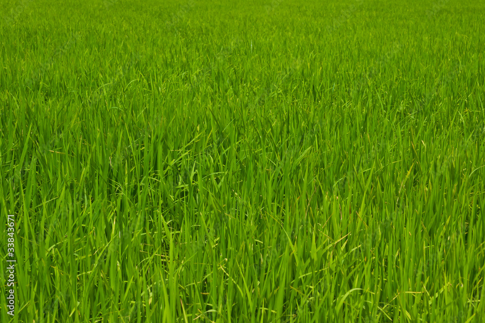 Beautiful Rice fields