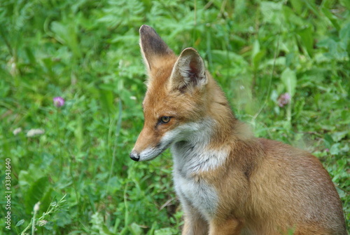 fox лиса © alexmult