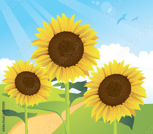 Fototapeta Naklejka Na Ścianę i Meble -  Sunflower landscape