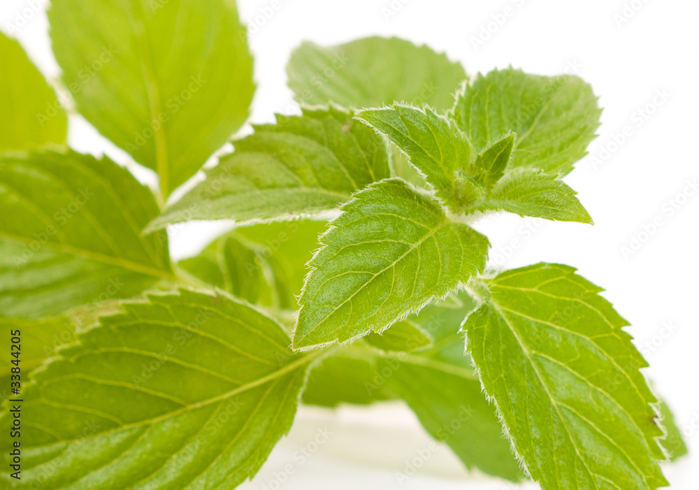Mentha piperita Mentha piperita