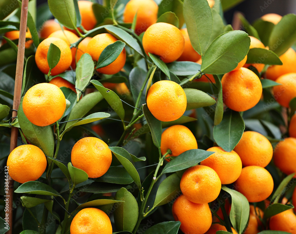 kumquat for chinese new year
