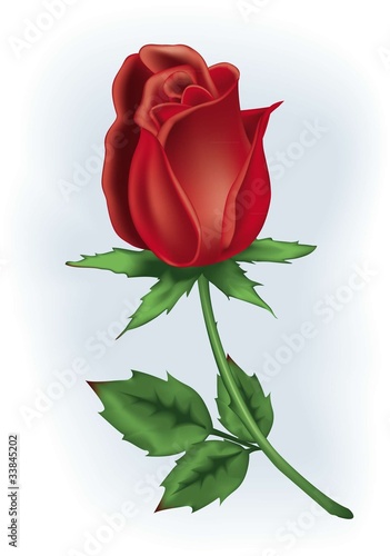 Red rosebud