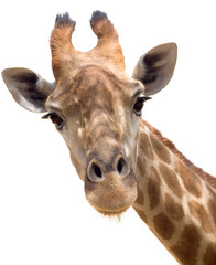 Leinwandbilder Giraffe Giraffe Nahaufnahme im Detail  © mythja