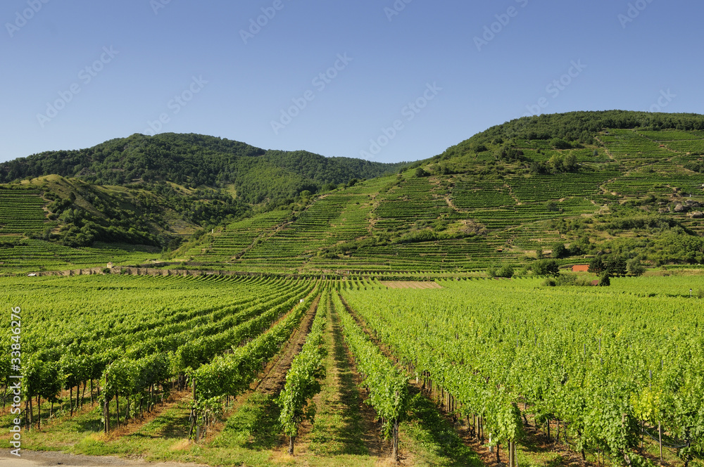 Fototapeta premium Weinberge in Dürnstein, Wachau