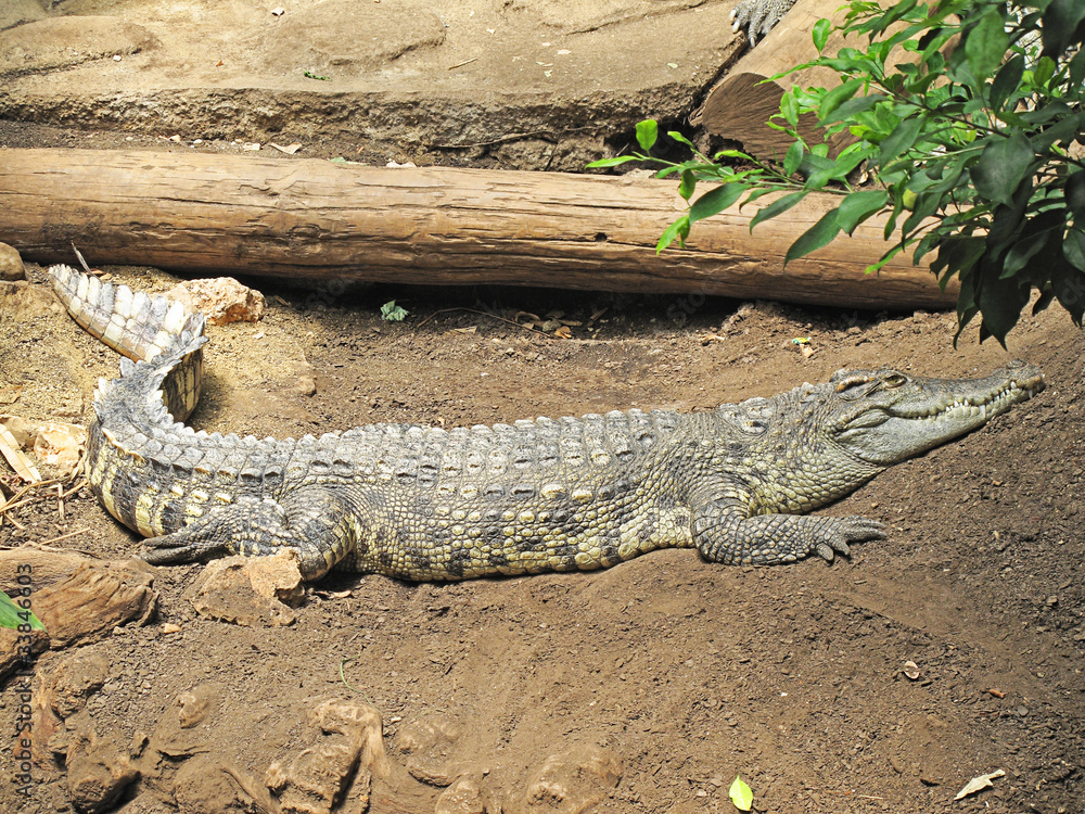 Obraz premium cocodrilo