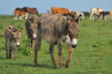 donkeys in the pasture