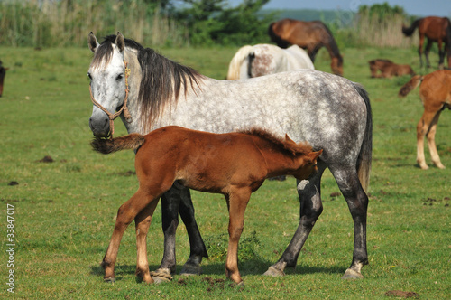 mares and foal
