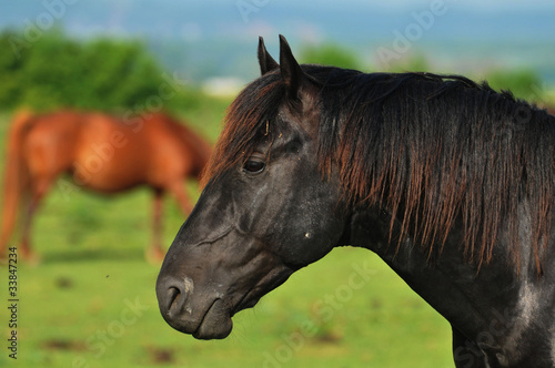 galloping stallion © predrag1
