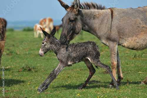 birth of the little donkey