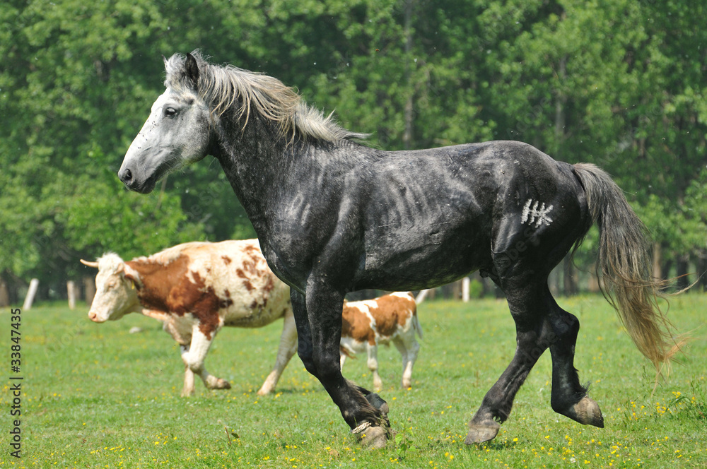 Obraz premium galloping stallion