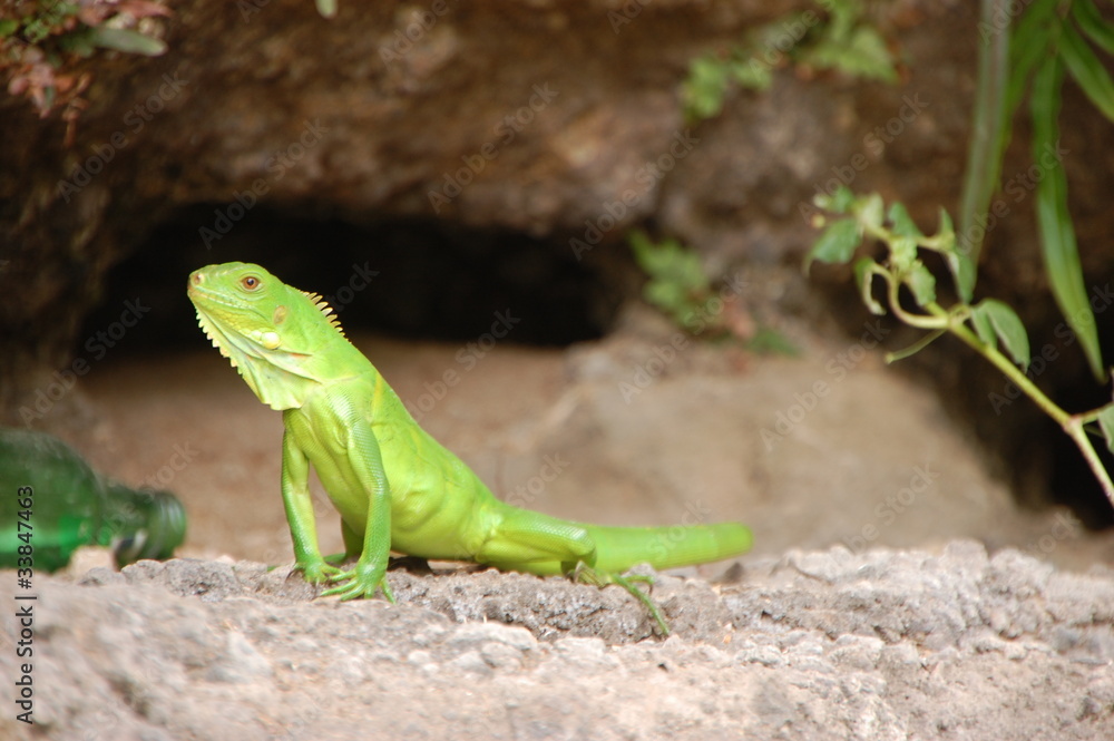 Fototapeta premium Iguane vert