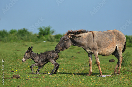 birth of the little donkey