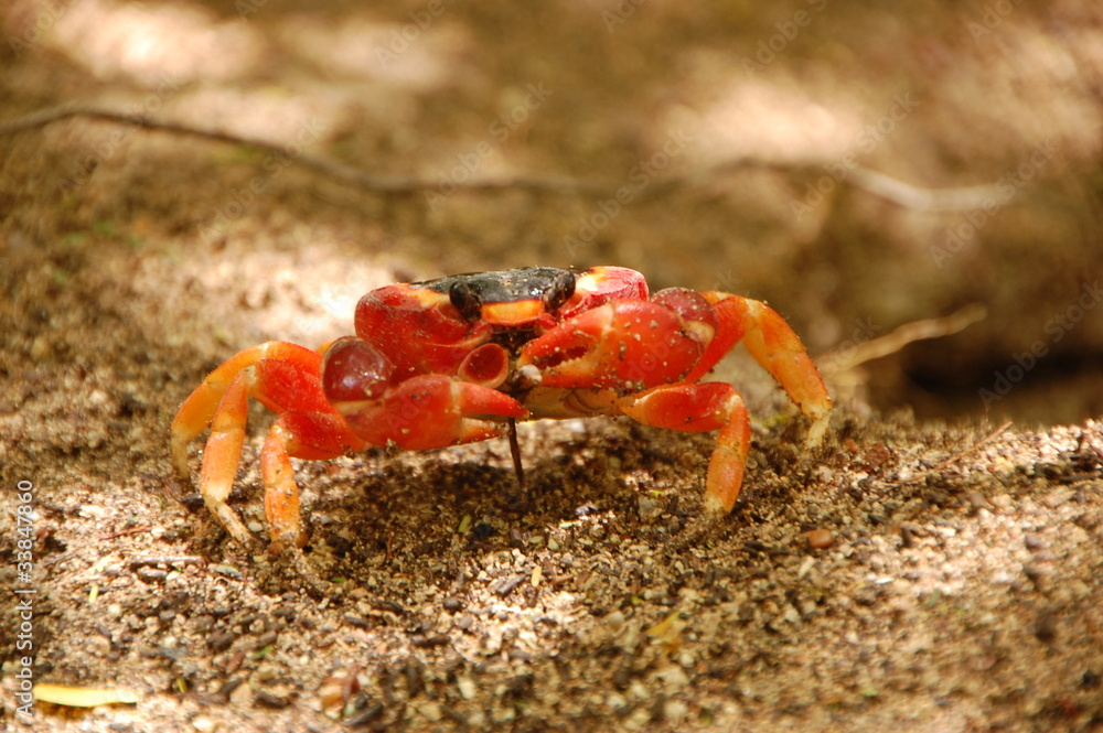 Crabe rouge Crabe rouge