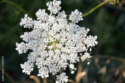 Fleur de carotte sauvage