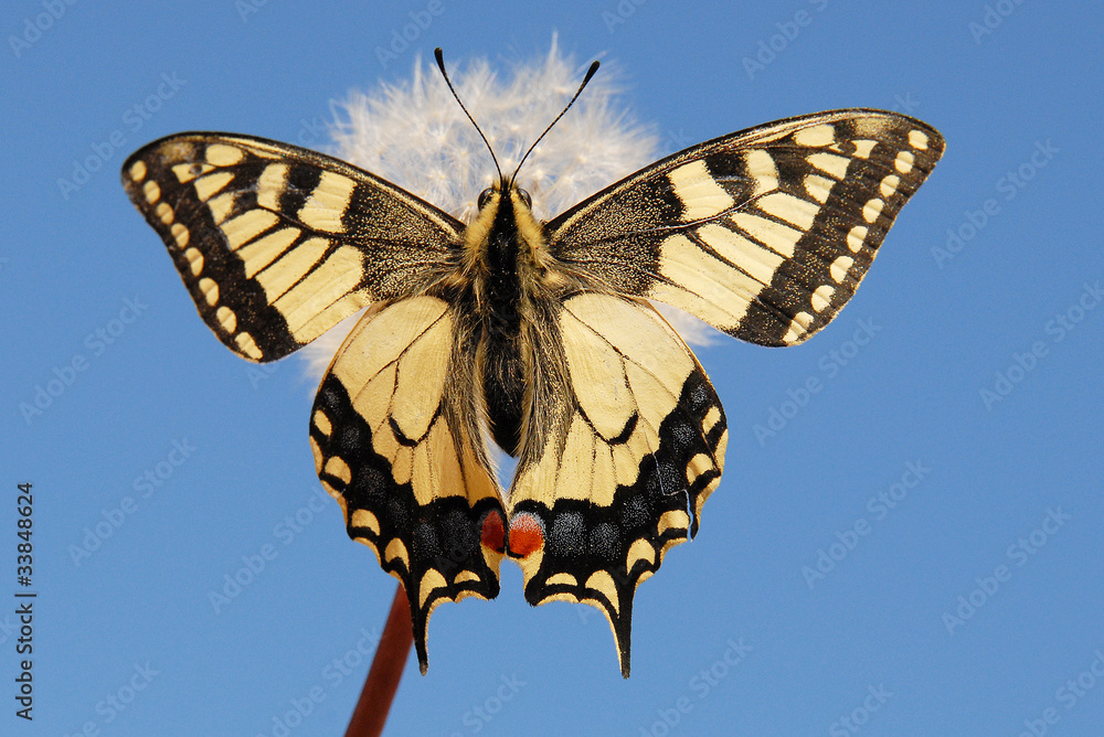 Naklejka premium swallowtail butterfly