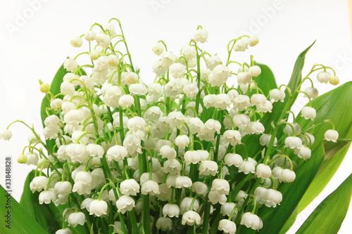 Fototapeta Naklejka Na Ścianę i Meble -  Lily flowers