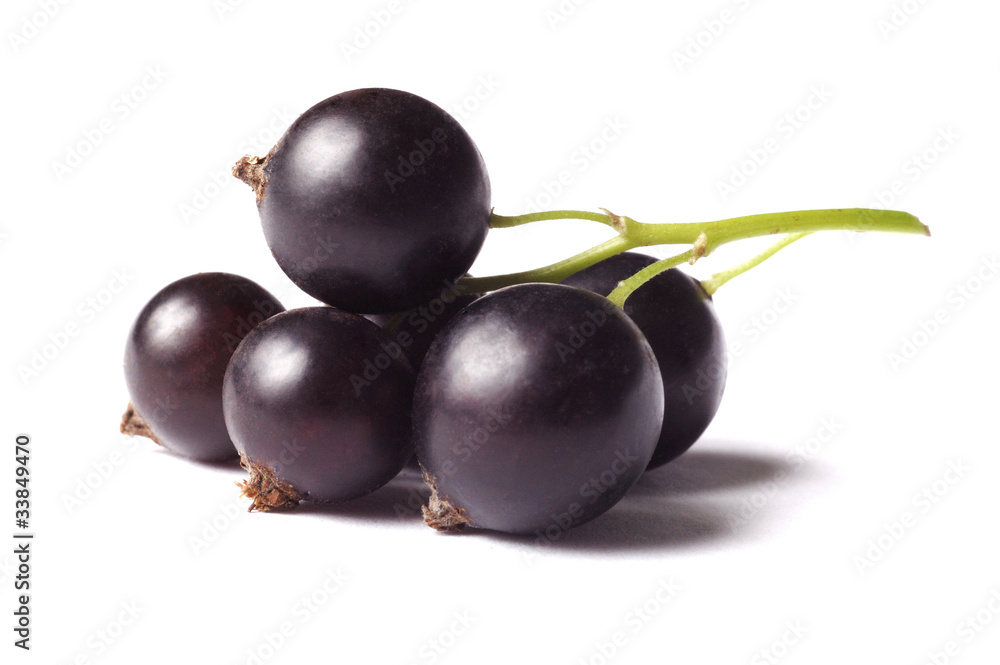 black currant isolated on white black currant isolated on white