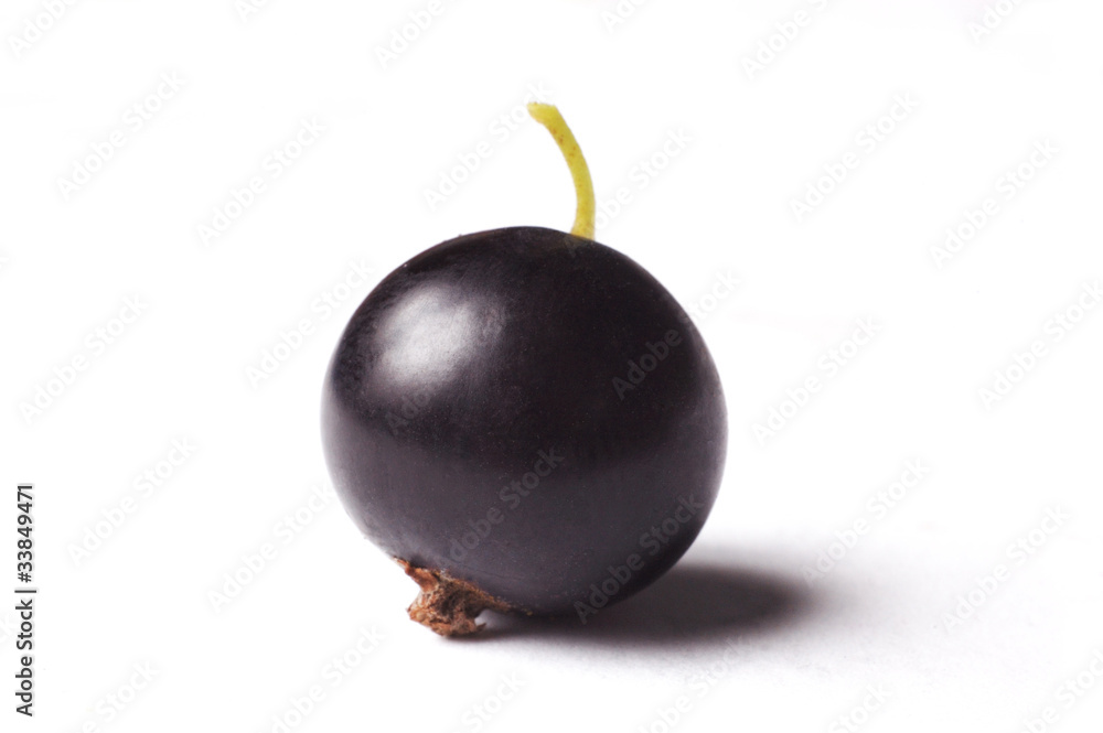 black currant isolated on white black currant isolated on white