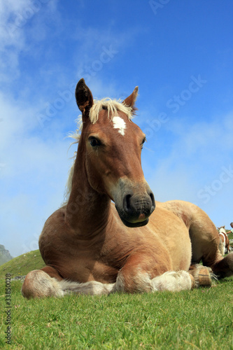 Portrait isol   d un cheval