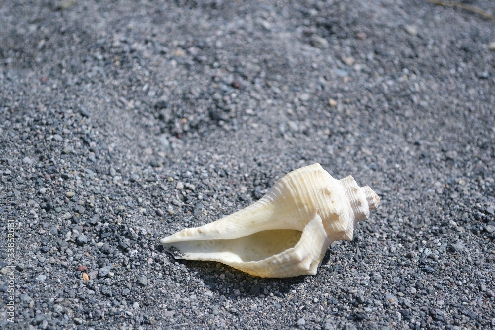 砂浜の貝 砂浜の貝