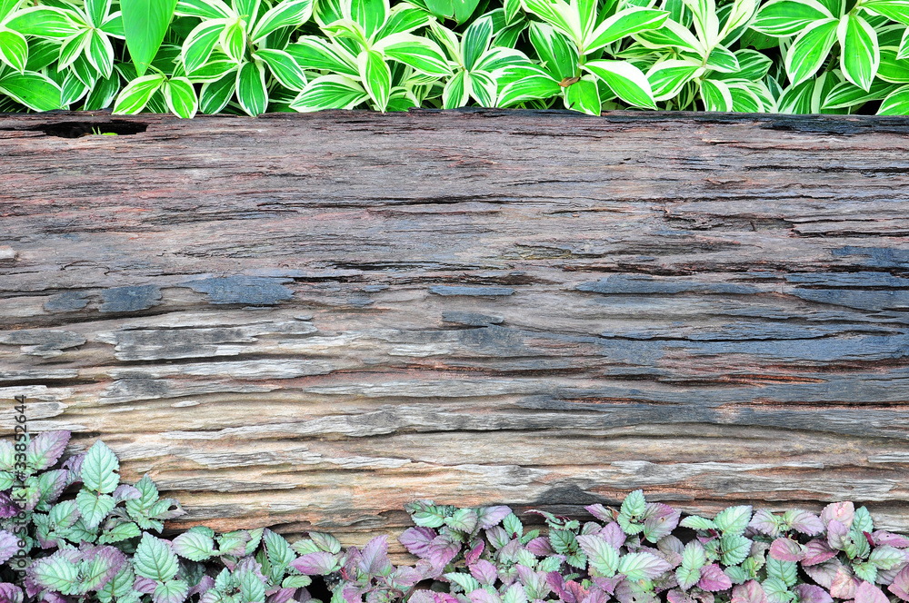 Fototapeta premium old wooden and plant