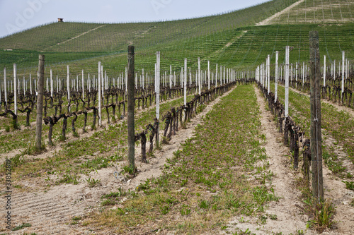 Barbera vineyard - Italy