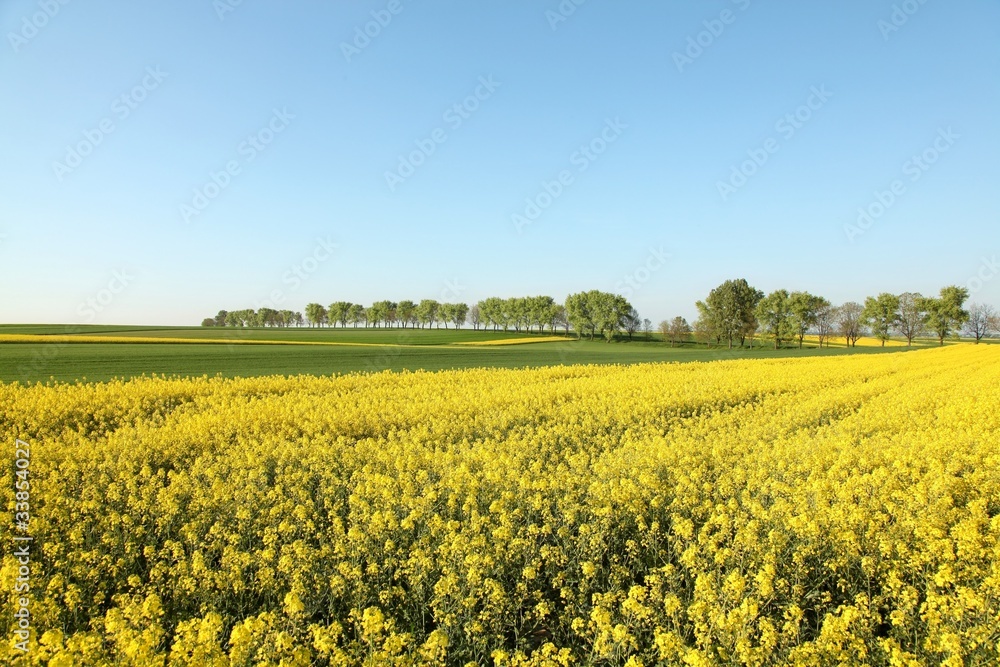 Sunny cloudless morning with a field of rape in the foreground