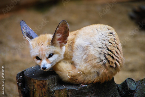 Photography fennec