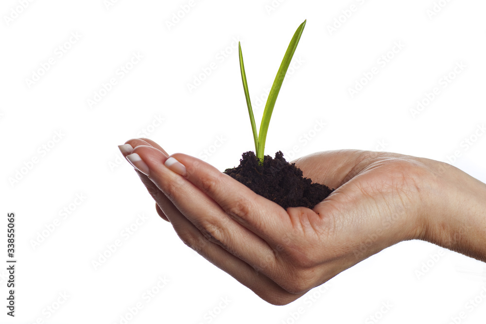 Soil in hand, isolated on white background