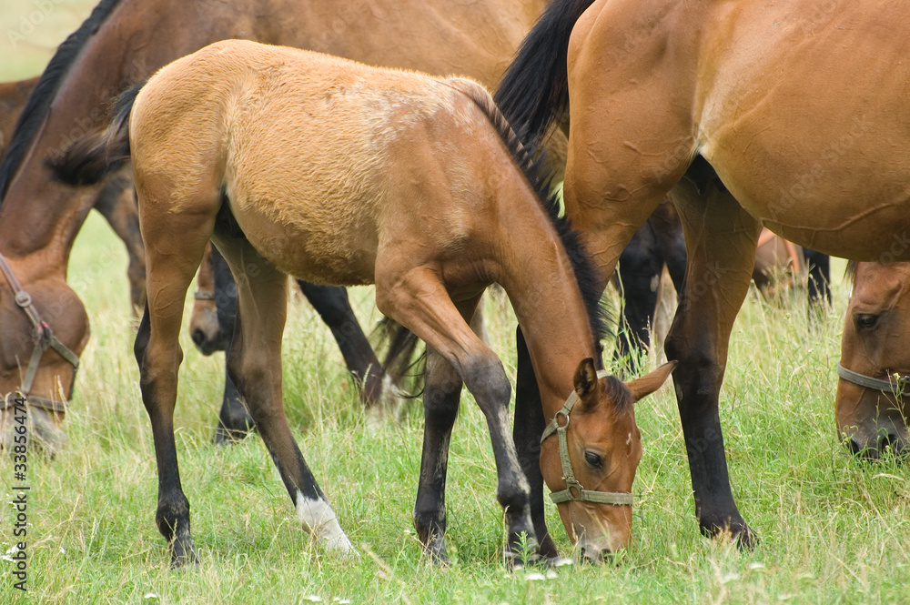 Fototapeta premium A herd of horses