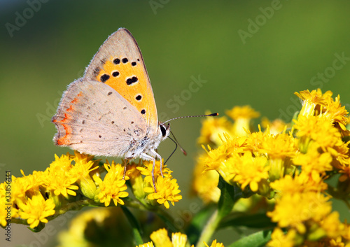Butterfly - Lycaena phlaeas