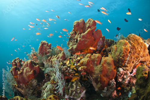 Fototapeta Naklejka Na Ścianę i Meble -  Colorful coral reef