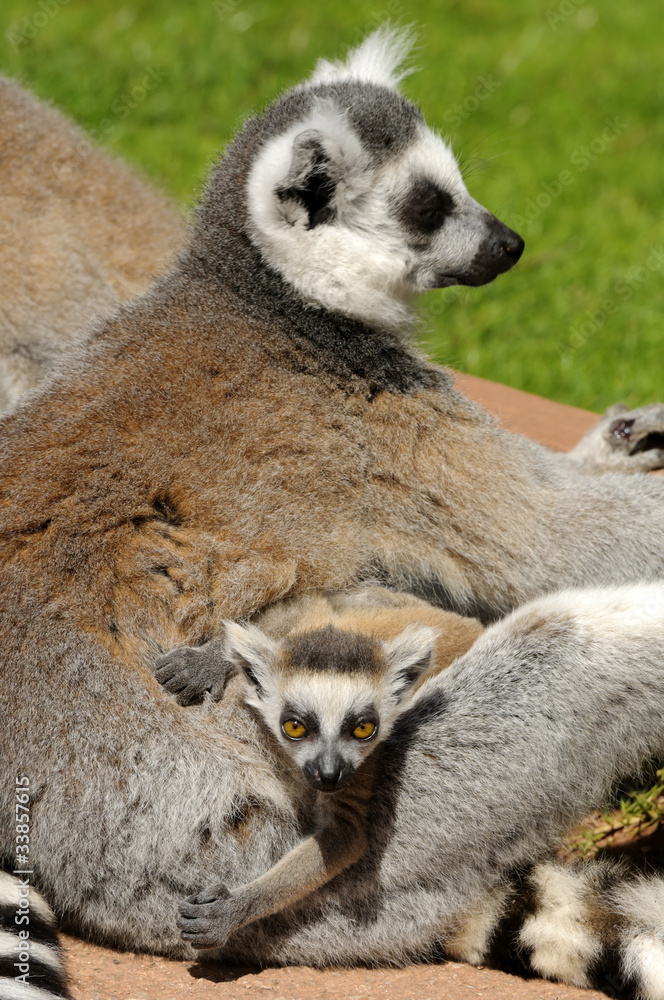 Fototapeta premium Ring Tailed Lemur