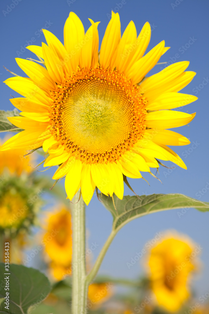 amazing sunflowers and blue sky background amazing sunflowers and blue sky background