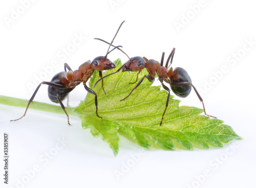 two ants and fresh green leaf