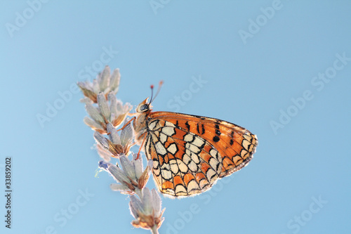 Mariposa en flor de lavanda, hamearis lucina photo