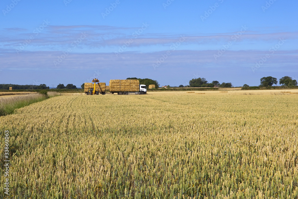 Fototapeta premium harvest time 2