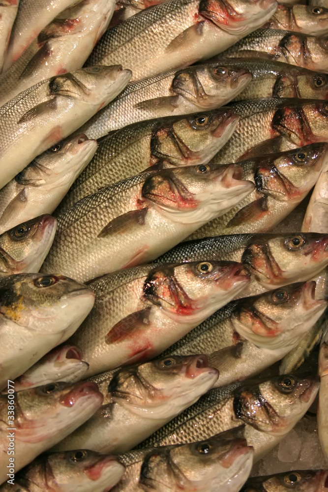 Obraz premium fish
