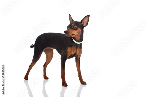 miniature pincher posing