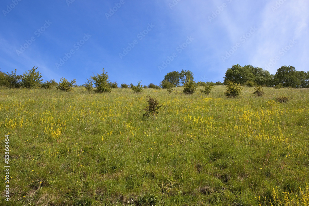 hillside pasture