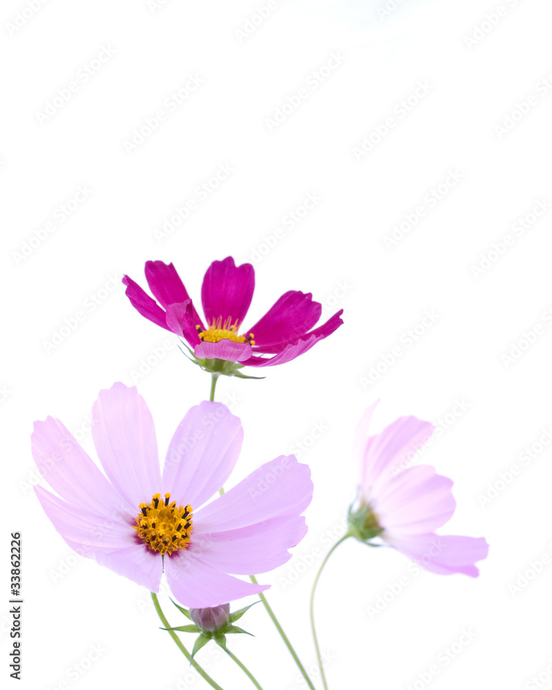 Flowers Flowers