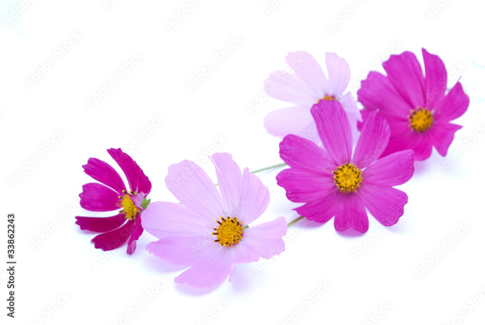 Flowers Flowers