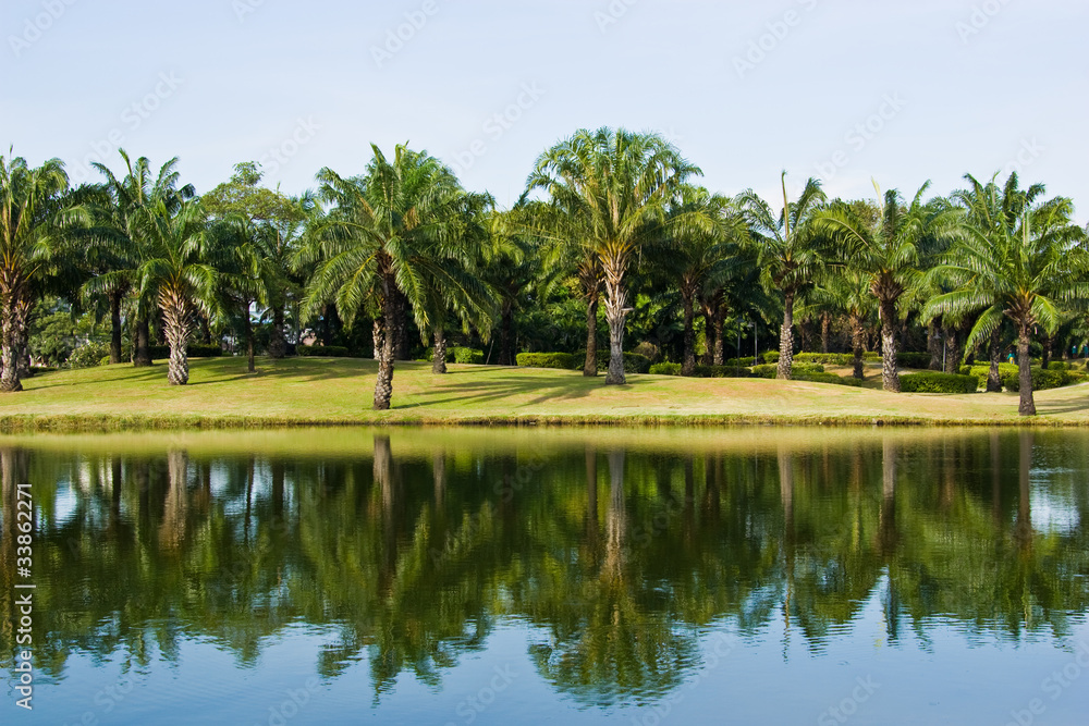 palm trees in the park on country side
