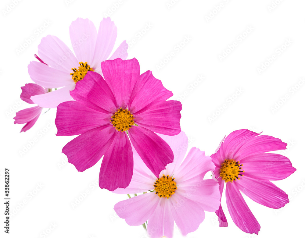 Flowers Flowers