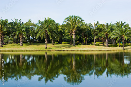 palm trees in the park on country side © oldman1945