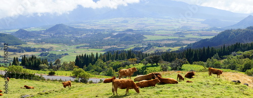 Prairie de la Plaine des Palmistes, La Réunion.