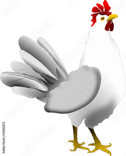 Poule